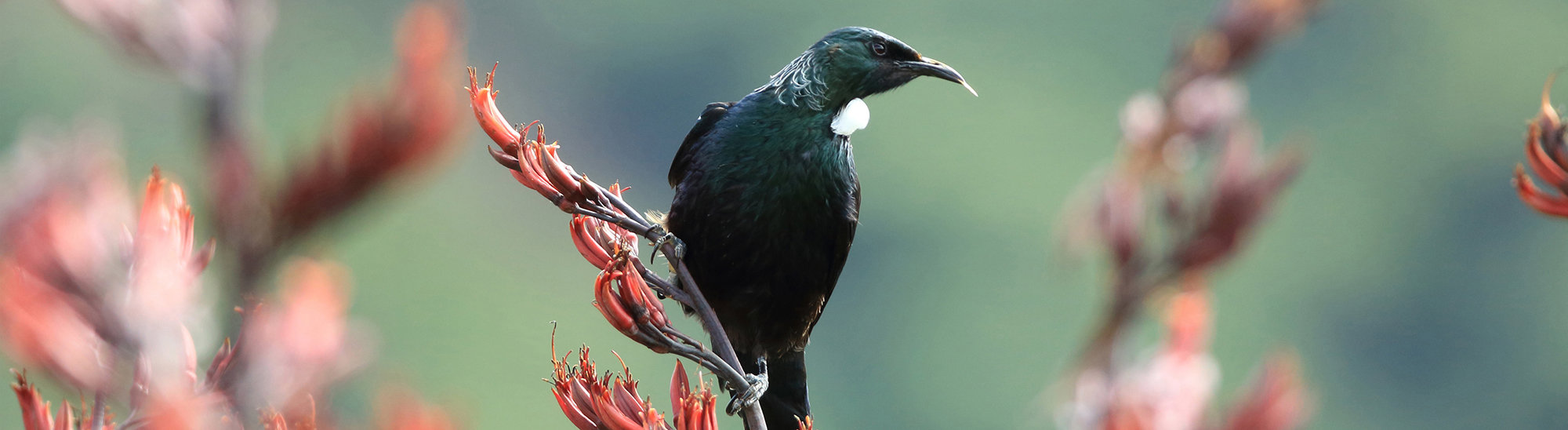 2024 Client Survey Results